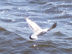 Image for The Bird