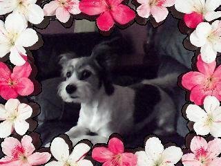 ReverbNation profile picture for @isabelle