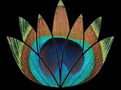 Image for The Other Colour