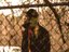 King Nicodemz (Artist)