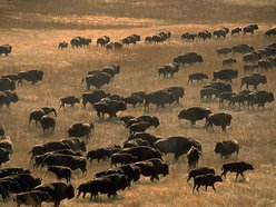 Image for Nature TV