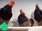 Image for Mud Rooster