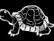 Killer Turtle