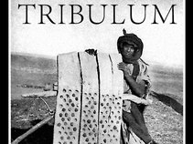 Tribulum