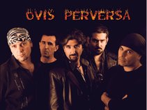 OVIS PERVERSA