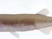 White Bait
