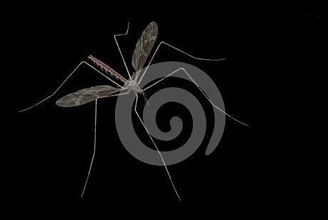 ReverbNation profile picture for @mosquito