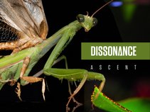 Dissonance  Cat Hall  Chlorophyll
