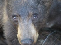 Sierra Revival Project