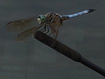 Larsonica