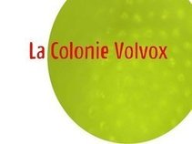 La Colonie Volvox