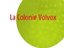 La Colonie Volvox