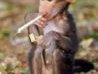 Harris the Herbalist