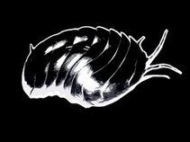 Roly