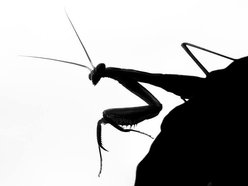 Image for Black Mantis