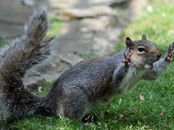 ReverbNation profile picture for @squirrel