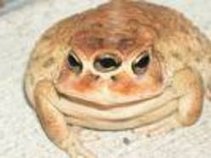 Undertoad69
