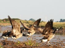 AA Ebbs and Flows (my Estuary)