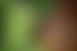 Mainstage folks fest