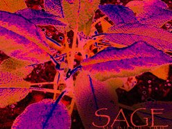 Sage