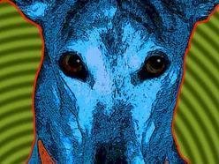 ReverbNation profile picture for @hounds