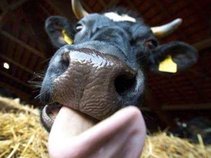 Federali' Moo