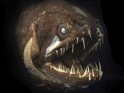 Bite the Fish