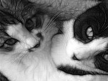 Cats Beyond Suspicion