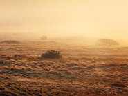 Scrubland