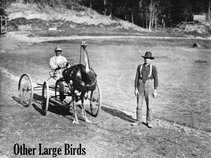 Other Large Birds