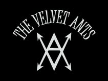 The Velvet Ants