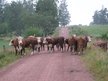 Stäni Steinbock