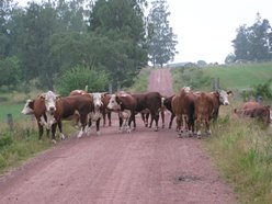 Image for Stäni Steinbock