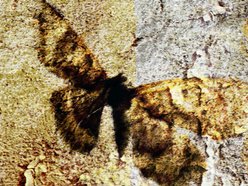 Where Angels Fall