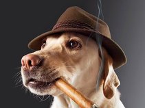 Baaad Dog