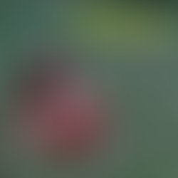 Rock band album cover template 464