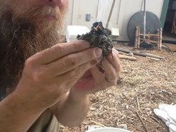 Zachary Tullis-Thompson