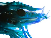 The Black Tiger Shrimps