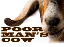 Poor Man's Cow