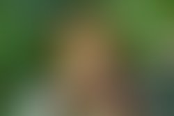 1330279070 libbieflowers