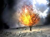 burning bush