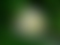 1458067892 hydrangeas