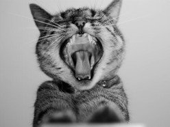 ReverbNation profile picture for @emarosa