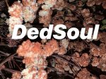 DedSoul💎Music.