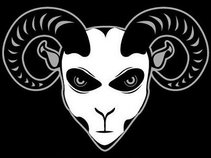 Bighorn Sheep