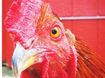 Rooster County