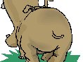 Hippo Radio