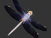 Dragonfly Night