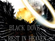 BLACK DOVE