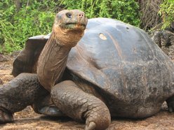 Image for Turtle Island Quartet